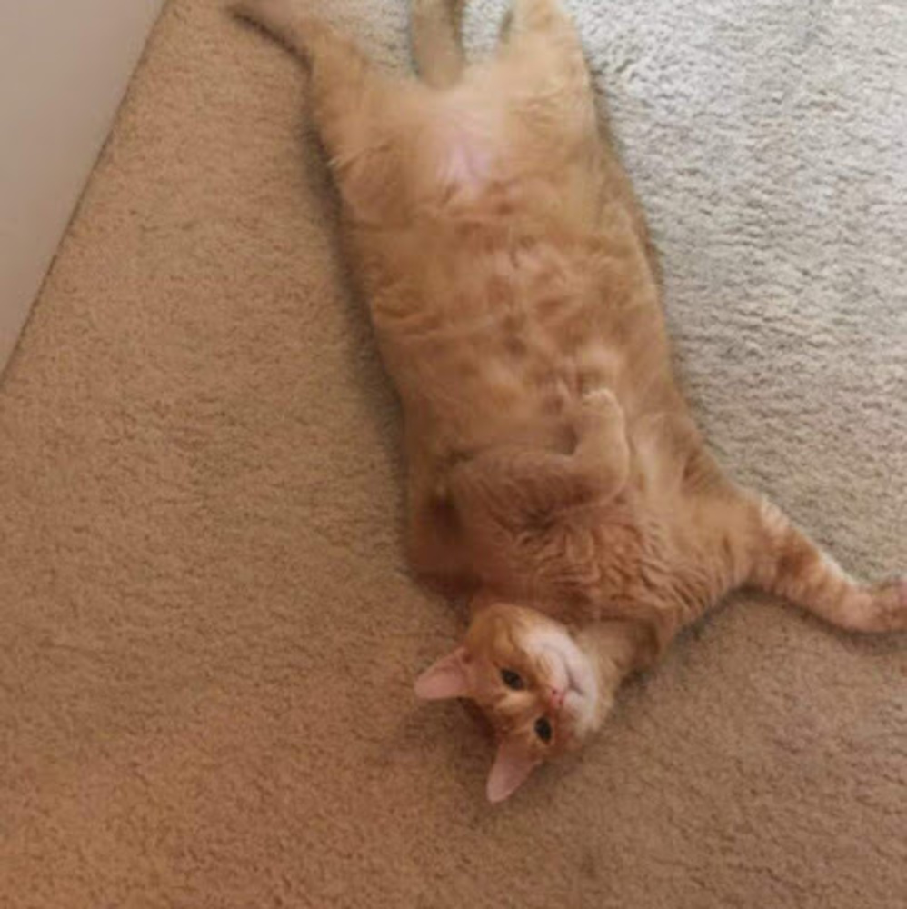 Meet your Posher, Skye